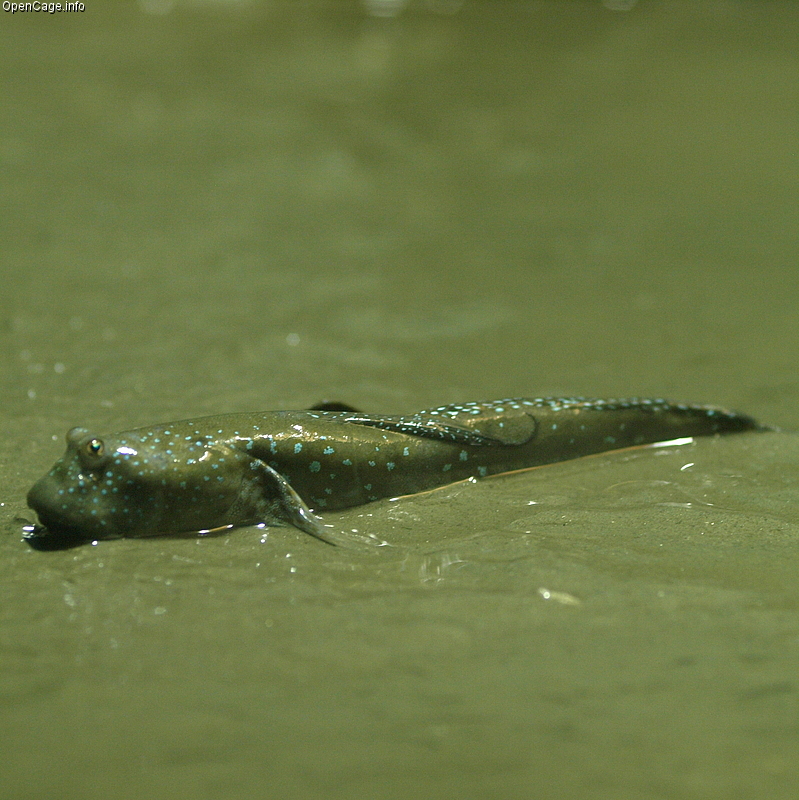 Boleophthalmus pectinirostris (Boleophthalmus pectinirostris) |commons:File:Boleophthalmus pectinirostris.jpg
