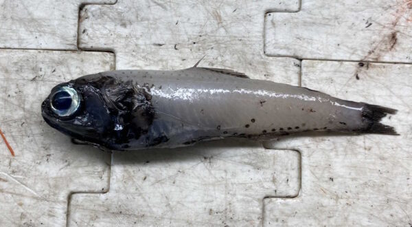 Bolinichthys supralateralis (Bolinichthys supralateralis) |commons:File:Bolinichthys supralateralis.jpg
