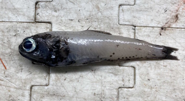 Bolinichthys supralateralis (Bolinichthys supralateralis) |commons:File:Bolinichthys supralateralis.jpg