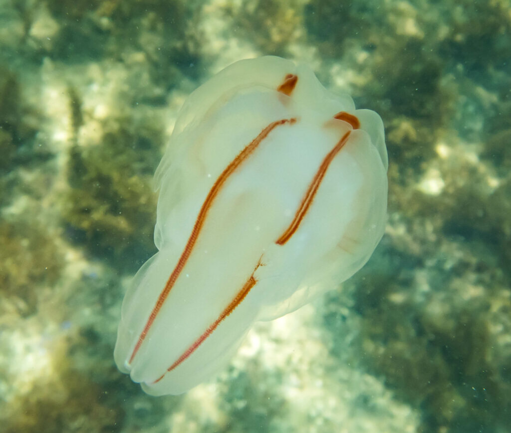 Bolinopsis ashleyi Bolinopsis ashleyi