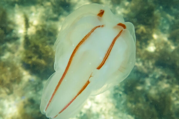 Bolinopsis ashleyi Bolinopsis ashleyi