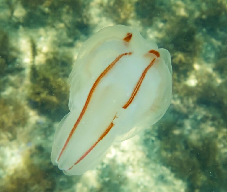 Bolinopsis ashleyi Bolinopsis ashleyi