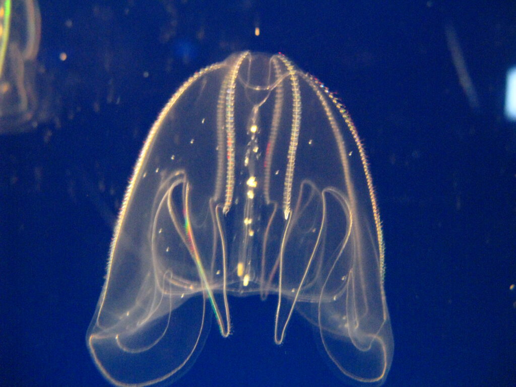 Bolinopsis mikado Bolinopsis mikado