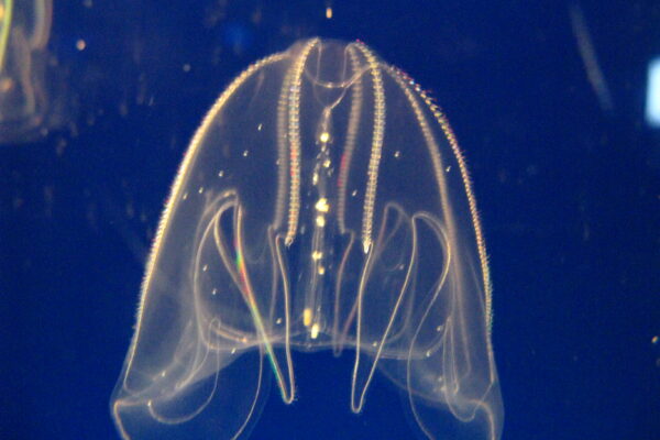Bolinopsis mikado Bolinopsis mikado
