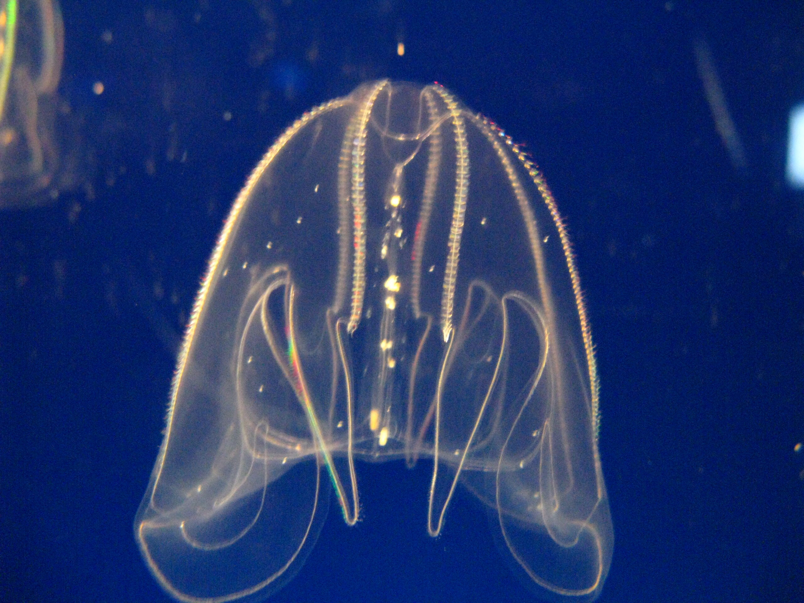 Bolinopsis mikado Bolinopsis mikado