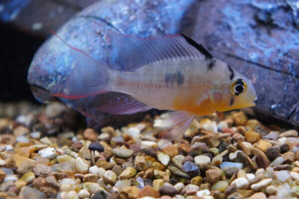 Bolivian Ram (Mikrogeophagus altispinosus) |commons:File:A Bolivian Ram - Mikrogeophagus altispinosus.JPG