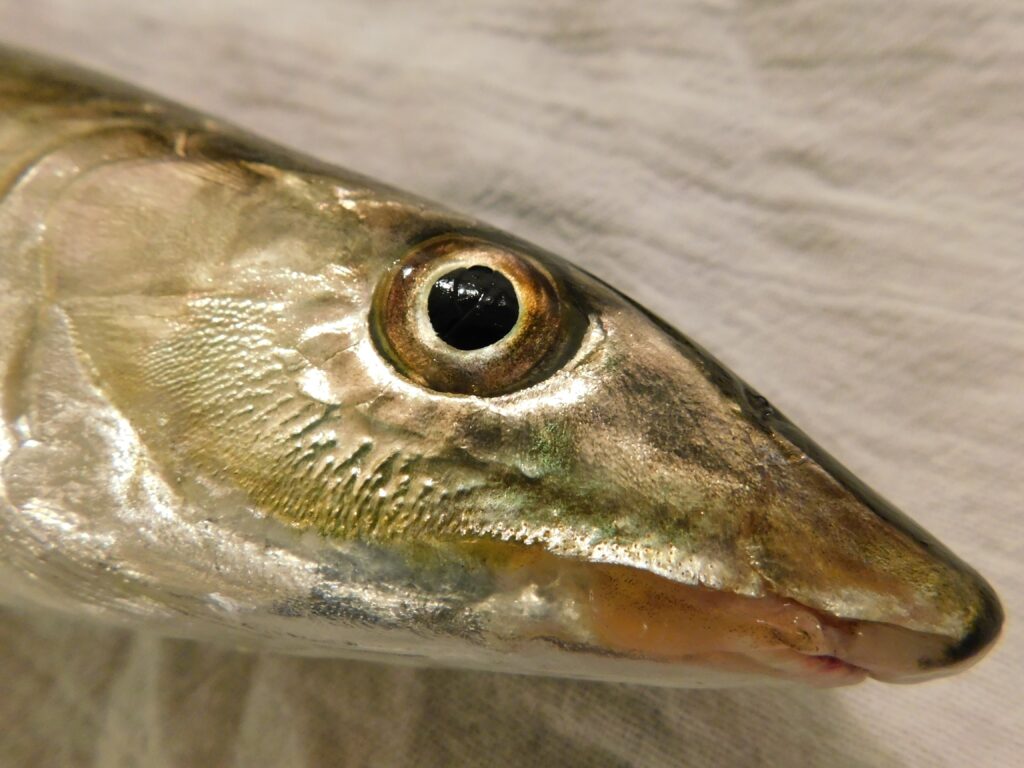 Bonefish (Albula vulpes) |commons:File:Albula vulpes head.jpg