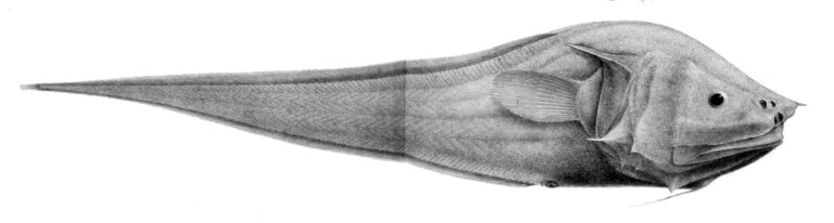 Bony-eared Assfish (Acanthonus armatus) |commons:File:Acanthonus armatus.jpg
