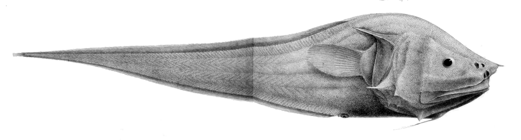 Bony-eared Assfish (Acanthonus armatus) |commons:File:Acanthonus armatus.jpg