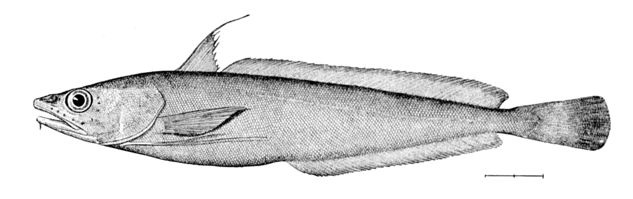 Boston Ling (Urophycis tenuis) |commons:File:Urophycis tenuis.jpg