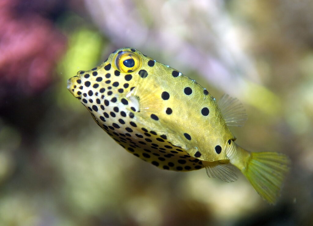 Boxfish Ostracion cubicus