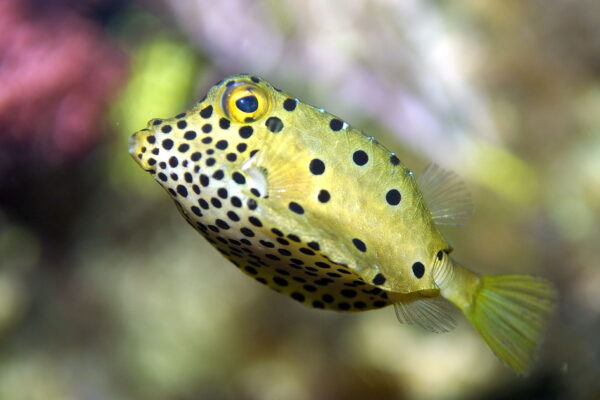 Boxfish Ostracion cubicus