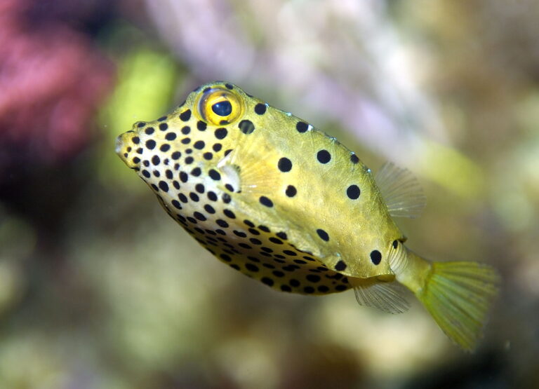 Boxfish Ostracion cubicus