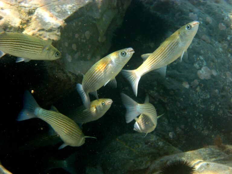 Boxlip Mullet (Oedalechilus labeo) |commons:File:Oedalechilus labeo.jpg