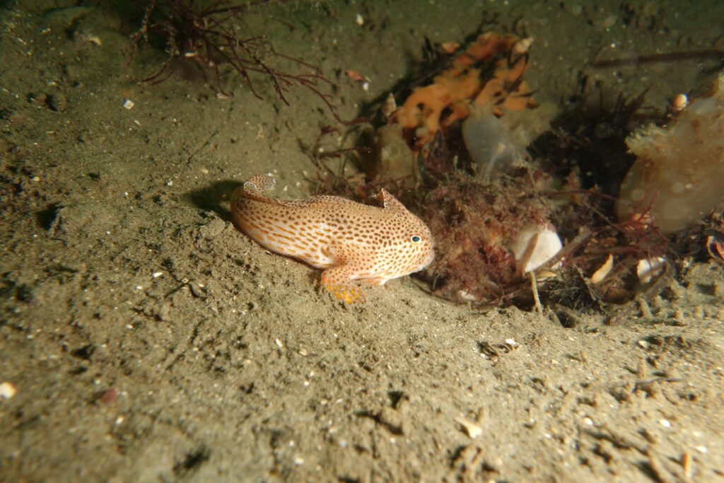 Brachionichthys hirsutus (Brachionichthys hirsutus) |commons:File:Brachionichthys hirsutus, Tasmania.JPG