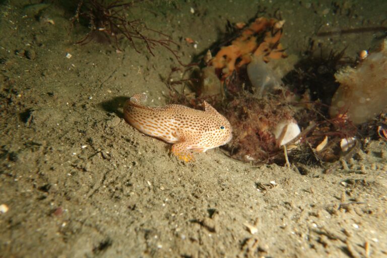 Brachionichthys hirsutus (Brachionichthys hirsutus) |commons:File:Brachionichthys hirsutus, Tasmania.JPG