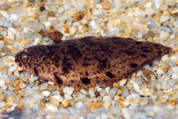 Brachirus orientalis (Brachirus orientalis) |commons:File:Brachirus orientalis.jpg