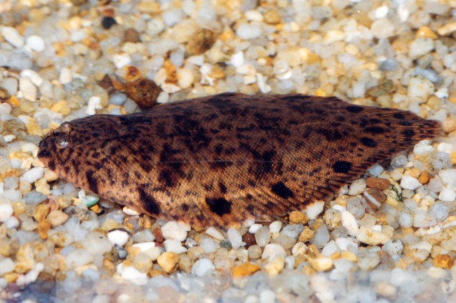 Brachirus orientalis (Brachirus orientalis) |commons:File:Brachirus orientalis.jpg