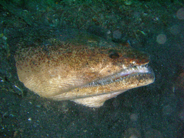 Brachysomophis cirrocheilos (Brachysomophis cirrocheilos) |commons:File:Brachysomophis cirrocheilos - Stargazer Snake Eel.jpg
