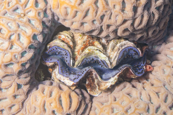 Brain Coral Favia favus