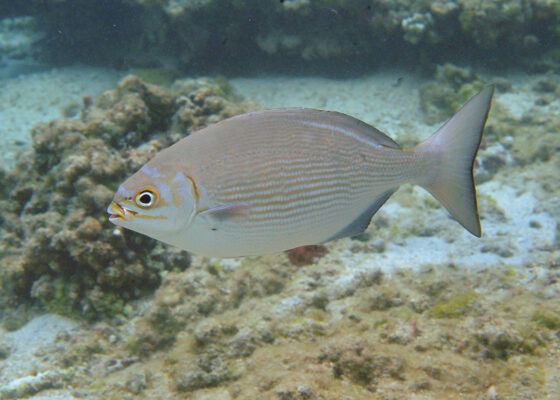 Brassy Chub (Kyphosus vaigiensis) |commons:File:Kyphosus vaigiensis.jpg
