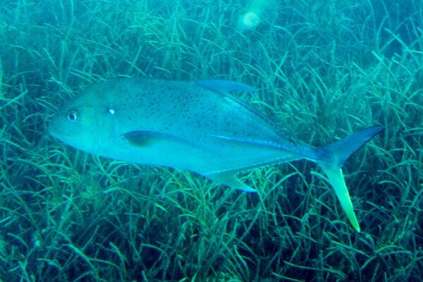 Brassy Trevally (Caranx papuensis) |commons:File:Brassy trevally Caranx papuensis.jpg