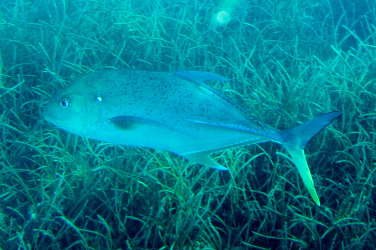 Brassy Trevally (Caranx papuensis) |commons:File:Brassy trevally Caranx papuensis.jpg