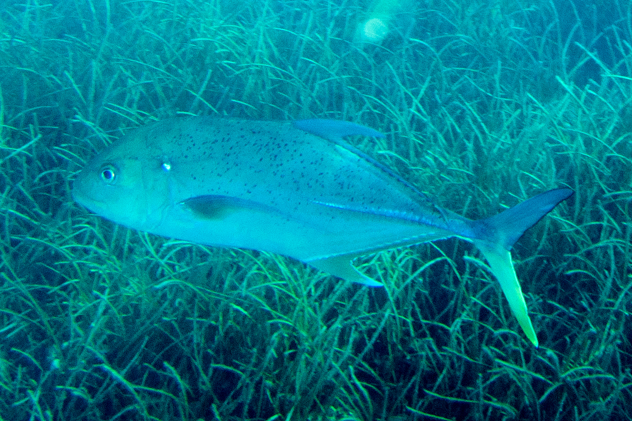 Brassy Trevally (Caranx papuensis) |commons:File:Brassy trevally Caranx papuensis.jpg