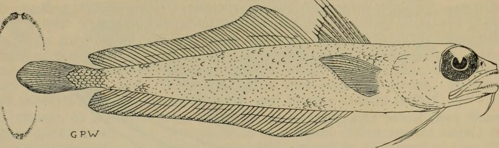 Bregmaceros nectabanus (Bregmaceros nectabanus) |commons:File:Image from page 26 of "The Australian zoologist" (1914) - Bregmaceros nectabanus.jpg