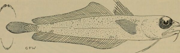 Bregmaceros nectabanus (Bregmaceros nectabanus) |commons:File:Image from page 26 of "The Australian zoologist" (1914) - Bregmaceros nectabanus.jpg
