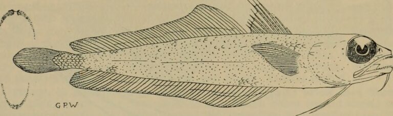 Bregmaceros nectabanus (Bregmaceros nectabanus) |commons:File:Image from page 26 of "The Australian zoologist" (1914) - Bregmaceros nectabanus.jpg