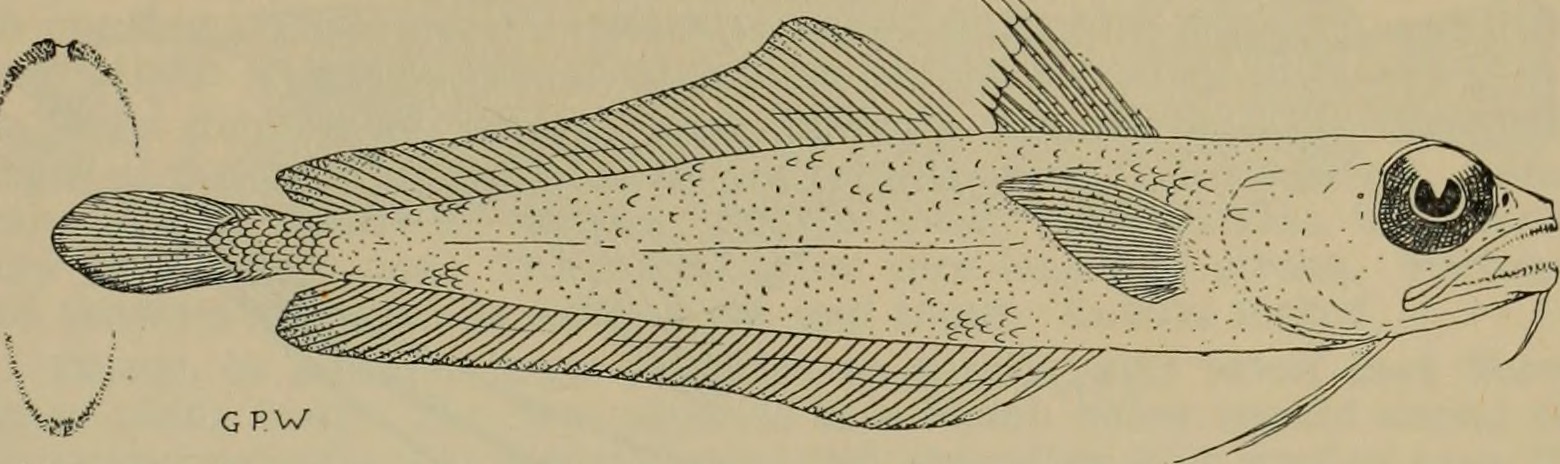 Bregmaceros nectabanus (Bregmaceros nectabanus) |commons:File:Image from page 26 of "The Australian zoologist" (1914) - Bregmaceros nectabanus.jpg