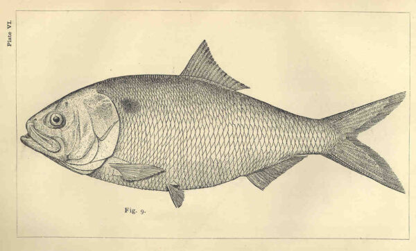 Brevoortia pectinata (Brevoortia pectinata) |commons:File:FMIB 33698 Brevoortia pectinata.jpeg