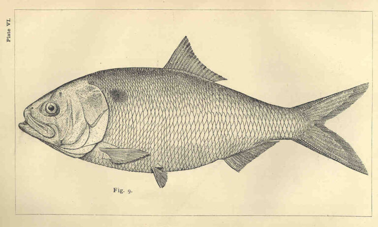 Brevoortia pectinata (Brevoortia pectinata) |commons:File:FMIB 33698 Brevoortia pectinata.jpeg