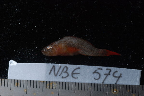 Brick Goby (Priolepis inhaca) |commons:File:Priolepis inhaca.jpg