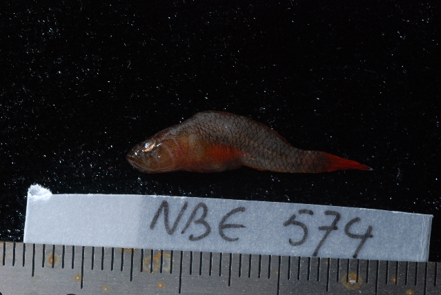 Brick Goby (Priolepis inhaca) |commons:File:Priolepis inhaca.jpg
