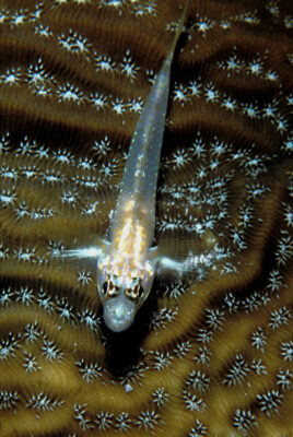 Bridled Goby (Coryphopterus glaucofraenum) |commons:File:Coryphopterus glaucofraenum.jpg