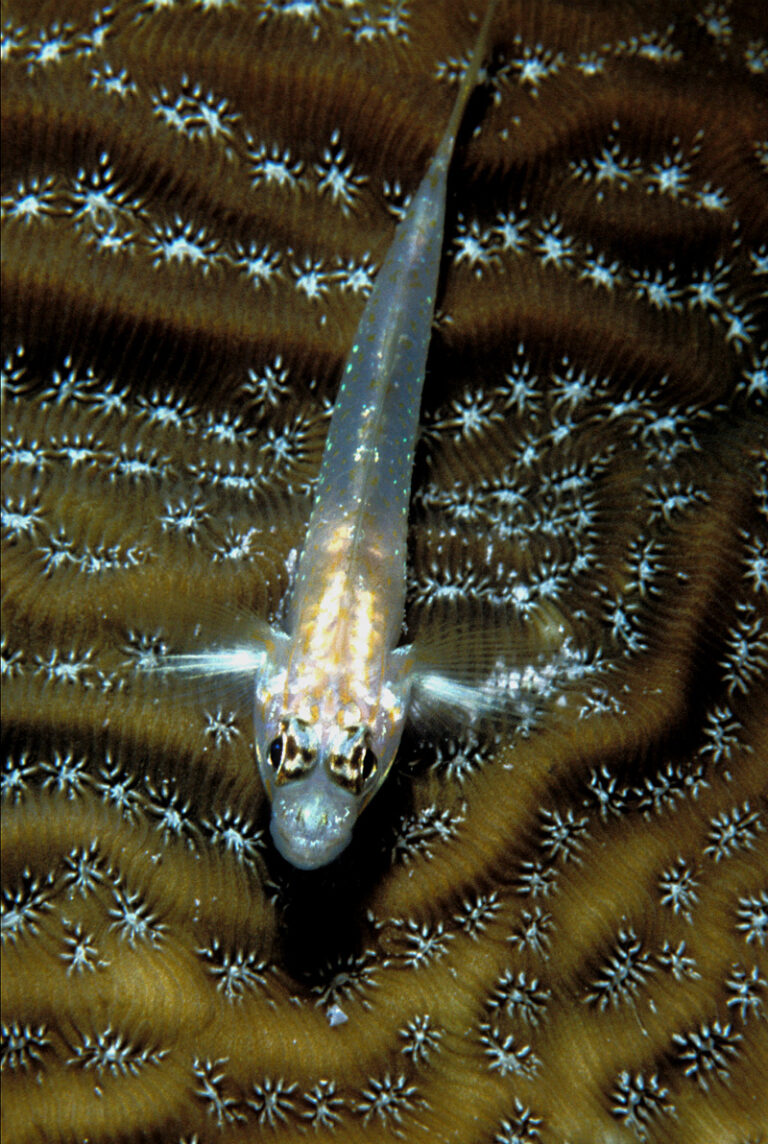 Bridled Goby (Coryphopterus glaucofraenum) |commons:File:Coryphopterus glaucofraenum.jpg
