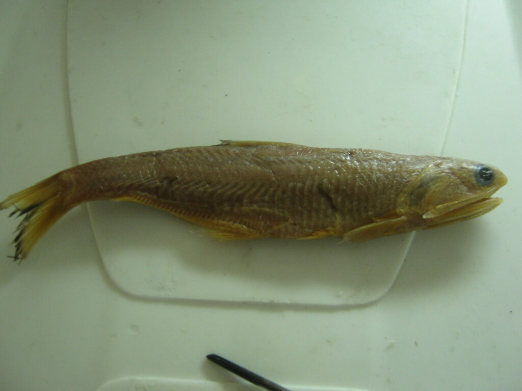 bright anchovy (Anchoa lucida) |commons:File:Anchoa lucida.JPG