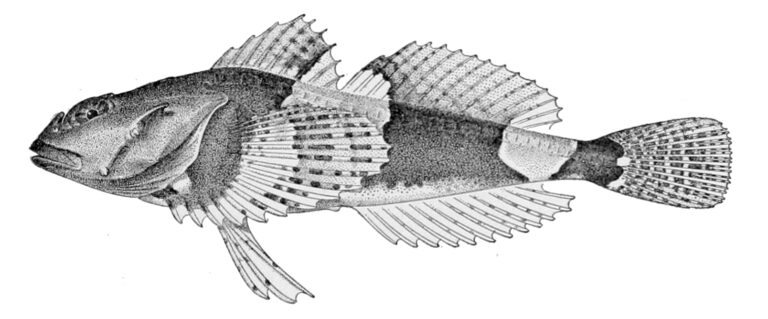 Brightbelly Sculpin (Microcottus sellaris) |commons:File:Microcottus sellaris.jpg