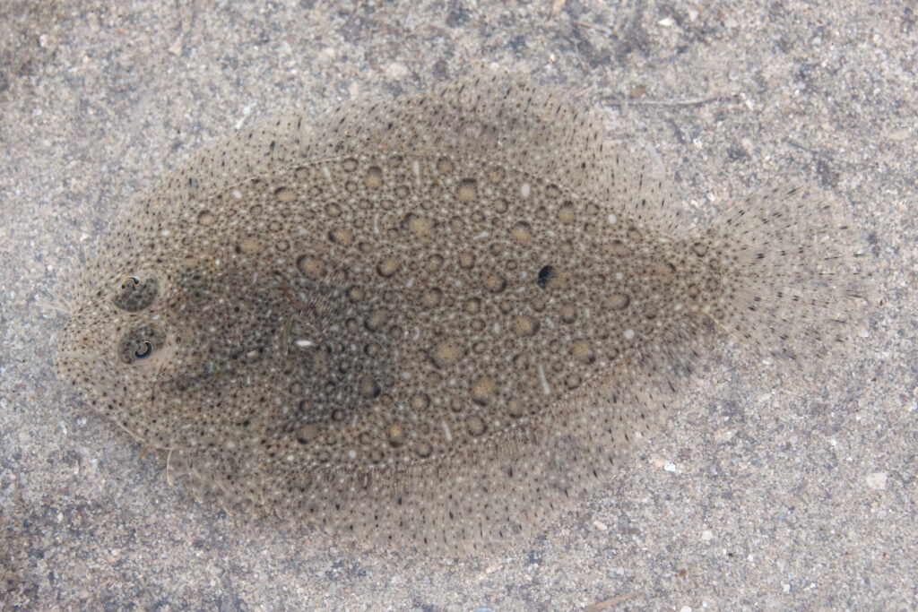 Brill (Scophthalmus rhombus) |commons:File:Glattbutt Scophthalmus rhombus 1.jpg