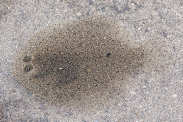 Brill (Scophthalmus rhombus) |commons:File:Glattbutt Scophthalmus rhombus 1.jpg