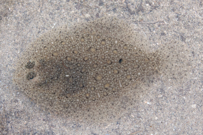 Brill (Scophthalmus rhombus) |commons:File:Glattbutt Scophthalmus rhombus 1.jpg