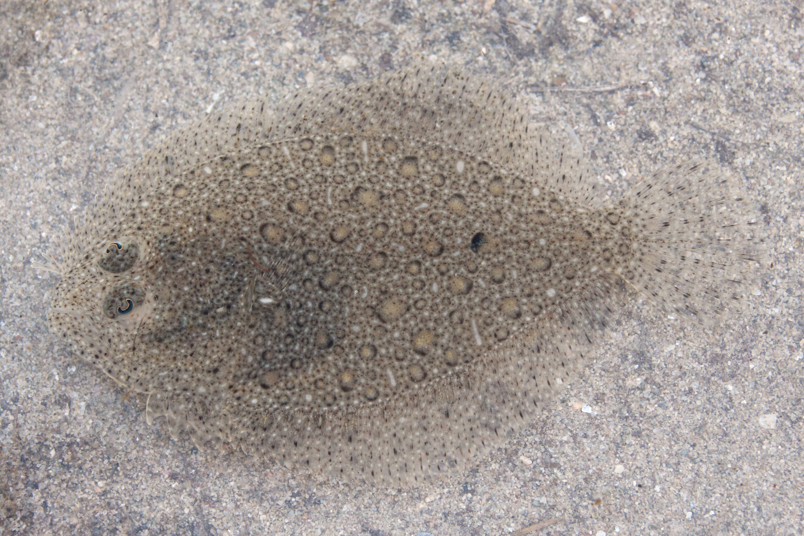 Brill (Scophthalmus rhombus) |commons:File:Glattbutt Scophthalmus rhombus 1.jpg