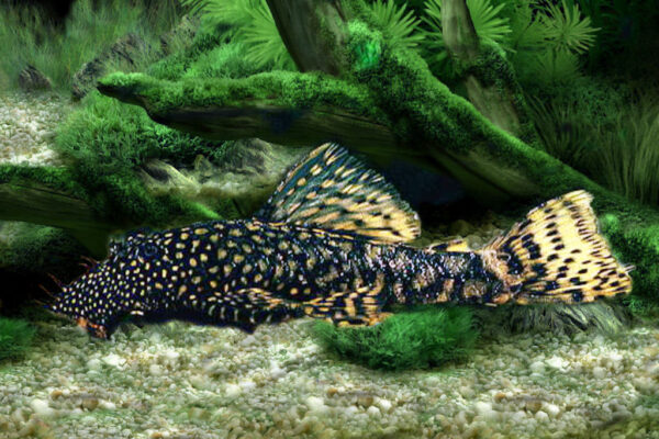 Bristlenose Pleco (Ancistrus cirrhosus) |commons:File:Ancistrus cirrhosus.jpg