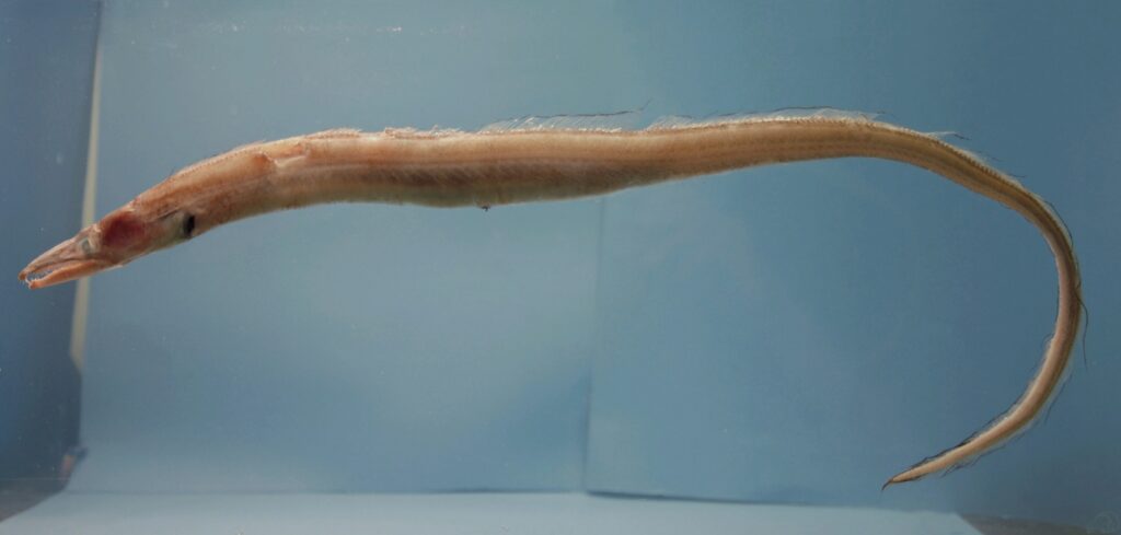 Bristletooth Conger (Xenomystax congroides) |commons:File:Xenomystax congroides.jpg