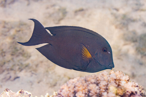 Bristletooth Tang (Ctenochaetus striatus) |commons:File:Cirujano estriado (Ctenochaetus striatus), parque nacional Ras Muhammad, Egipto, 2022-03-30, DD 01.jpg