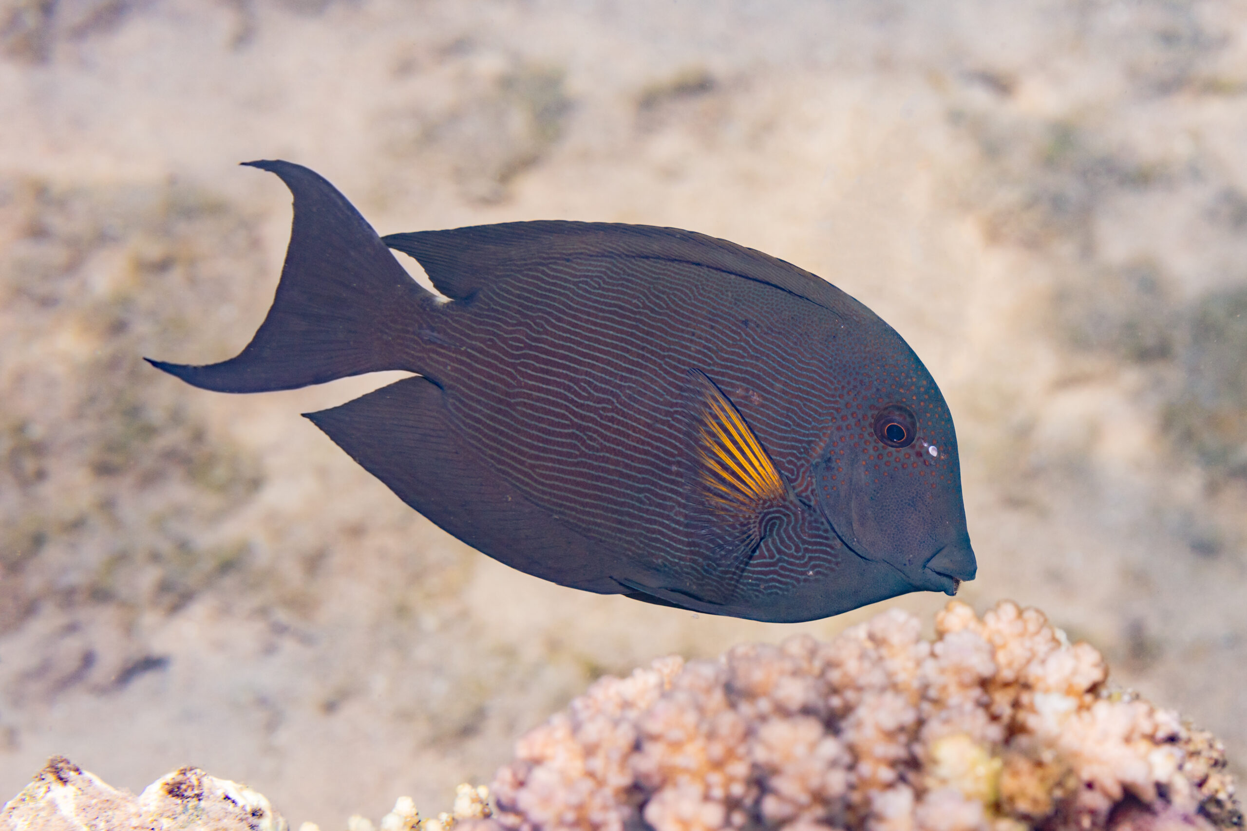 Bristletooth Tang (Ctenochaetus striatus) |commons:File:Cirujano estriado (Ctenochaetus striatus), parque nacional Ras Muhammad, Egipto, 2022-03-30, DD 01.jpg