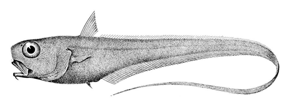 Bristly Grenadier (Trachonurus sulcatus) |commons:File:Trachonurus sulcatus.jpg