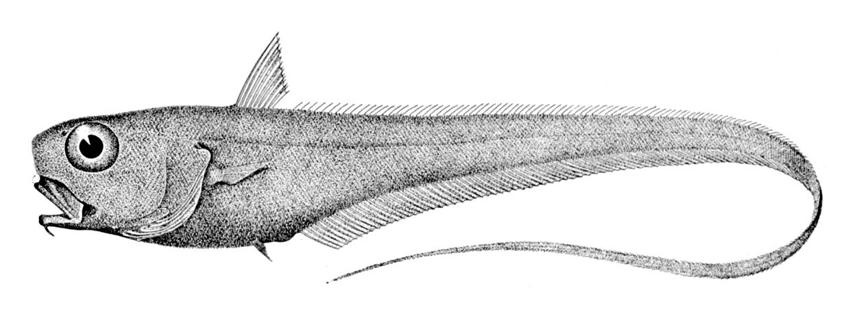 Bristly Grenadier (Trachonurus sulcatus) |commons:File:Trachonurus sulcatus.jpg